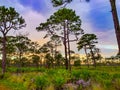 Sunset in the pine glade forest of South Florida Royalty Free Stock Photo