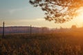 Sunset and pine trees. Sunlight through wild grasses. Yellow, red, green colors in sunlight