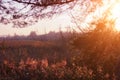 Sunset and pine trees. Sunlight through wild grasses. Yellow, red, green colors in sunlight