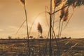 Sunset plants fields rural country