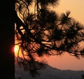 Sunset through ponderosa pine branches