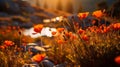 Sunset Poppies: Capturing The Beauty Of Fall Wild Flowers