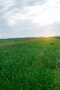 Sunset on a poppy field with lush green grass and red poppies against a cloudy sky. Summer flower background. Royalty Free Stock Photo