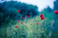 Sunset poppy flowers meadow under soft sunlight and sun rays. Spring meadow field background Royalty Free Stock Photo