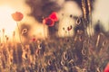 Sunset poppy flowers meadow under soft sunlight and sun rays. Spring meadow field background Royalty Free Stock Photo