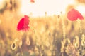 Sunset poppy flowers meadow under soft sunlight and sun rays. Spring meadow field background Royalty Free Stock Photo