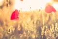 Sunset poppy flowers meadow under soft sunlight and sun rays. Spring meadow field background Royalty Free Stock Photo