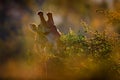 Sunset, portrait giraffe. Giraffe hidden in orange and green autumn vegetation. Animal head in the forest, Kruger National Park, Royalty Free Stock Photo