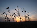 Sunset on the prairie Royalty Free Stock Photo