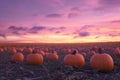 Sunset Pumpkin Patch Serenity Royalty Free Stock Photo