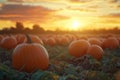 Sunset Pumpkin Patch Serenity Royalty Free Stock Photo