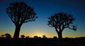 Sunset in the Quiver Tree Forest (Aloe dichotoma) Royalty Free Stock Photo