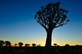 Sunset in the Quiver Tree Forest (Aloe dichotoma) Royalty Free Stock Photo