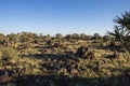 Sunset in Quiver Tree Forest, Namibia, South Africa Royalty Free Stock Photo