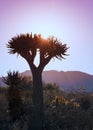 Sunset Quiver Tree Namibia Royalty Free Stock Photo