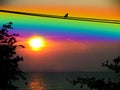 sunset rainbow sky silhouette bird leaves and tree