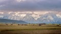 Sunset on ranch with horses jumping next to the Grand Teton National Park Royalty Free Stock Photo