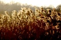 Sunset. Rays light the tops of tall grass Royalty Free Stock Photo