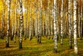 Sunset rays of the sun in a golden birch grove in autumn in october