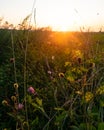 Sunset rays through wild flowers, clover and grass.