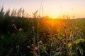 Sunset rays through wild flowers, clover and grass.