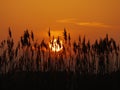 Sunset reed