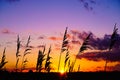 Sunset Reed Silhouette