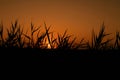 SUNSET AND REEDS Royalty Free Stock Photo