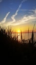 Sunset through the reeds vertical