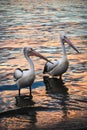 Two Pelicans at Sunset on Noosa River Royalty Free Stock Photo