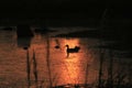 Sunset Reflection on a farm pond with Duck silhouette`s out in the country.