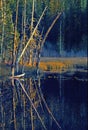 Sunset reflections on beaver pond and grasses Royalty Free Stock Photo