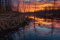 sunset reflections on the water near a beaver dam