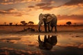 Sunset Refreshment African Elephant Enjoying the Water\'s Edge