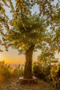 Sunset at regenerated tree Royalty Free Stock Photo