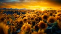 Sunset reveals sunflower fields that extend to the horizon