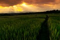 Sunset rice feild landscape screne Royalty Free Stock Photo