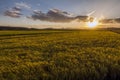 Sunset rice field