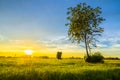 Sunset in Rice Field Royalty Free Stock Photo