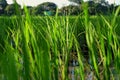 Sunset Rice Field
