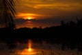 Sunset on rice field in rural with coconut leaf