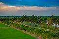 Sunset at rice field in Thailand