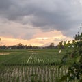 sunset in the rice fields in the countryside