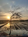 Sunset rice view tree jingga