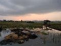 Sunset ricefield