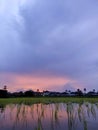 Sunset ricefield bright sky warm