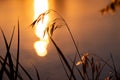 Grass on the background of the river and the sunset Royalty Free Stock Photo