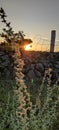 Sunset and road Line evening golden Hour beutiful landscape image Royalty Free Stock Photo