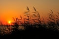 sunset and romantic atmosphere on the beach reeds Royalty Free Stock Photo