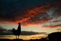 Sunset Rooster On Fence Post Royalty Free Stock Photo